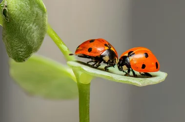 lady-bug.jpg