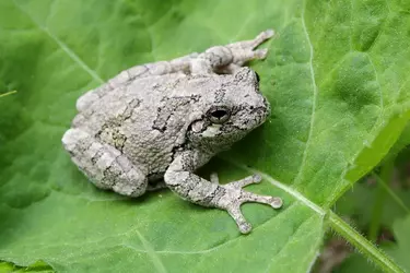 Froge1.webp