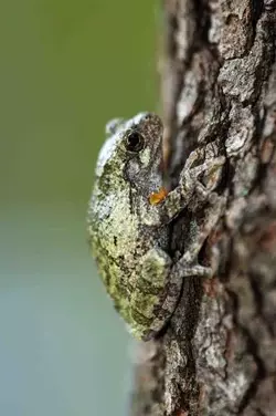 Froge2.webp