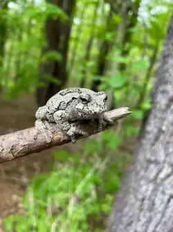 Froge3.webp