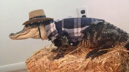 aligator hat & flannel.jpg
