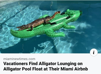 aligator on aligator pool float.jpg