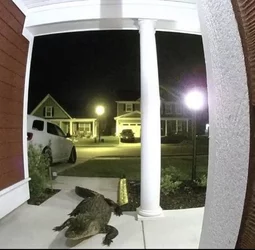 gator on ring doorbell.jpg