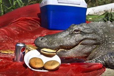 gator stealing hamburger.jpg
