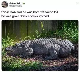 no tail aligator thick cheeks.jpg