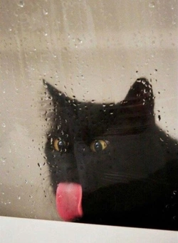 cat_lick.jpeg