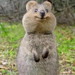 meet-a-quokka-aka-the-worlds-happiest-animal-aka-a-short-v0-02dv1ihoyb3a1.jpg