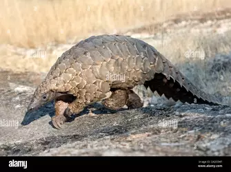 habituated-cape-pangolin-smutsia-temminckii-the-cape-pangolin-is-also-called-the-ground-pangol...jpg