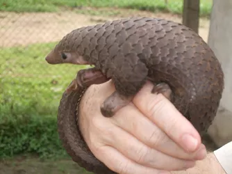 1280px-Tree_Pangolin.jpeg