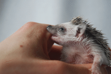 hedgebiter.gif
