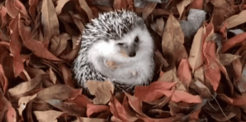 leafhog.gif