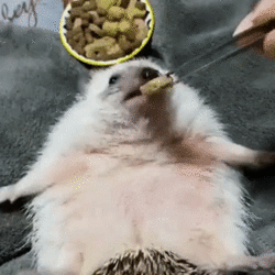 happyhoglet.gif