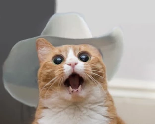 big_enough_cat.jpg