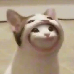 cat.jpg