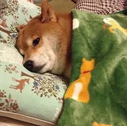 sad doge.jpg