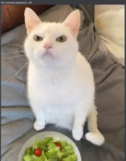 salad cat.PNG