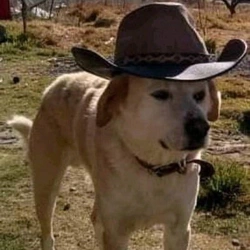 yehaw doggo.jpg