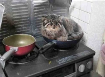 stir fry manul.jpg