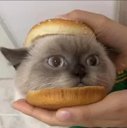 burger cat 3.jpg