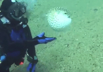 6d76077b224a57a0b4cb542e8d204af2b4556221a6d5c45f5f94869718fa13f0.gif
