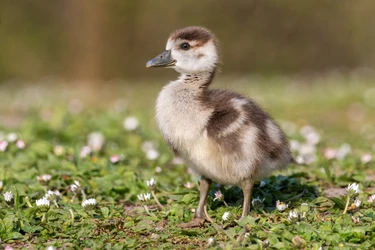 Egyptian_goose_(Alopochen_aegyptiaca)_gosling_01.jpg