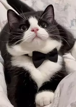 this-cute-tuxedo-cat-v0-0ouqgkg7n5xd1.jpeg