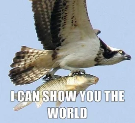 ZWOwW.jpeg