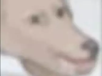 dong.jpeg