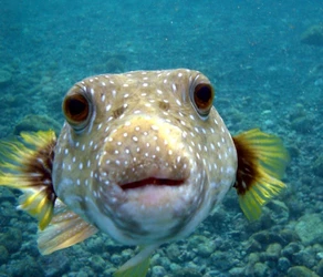 puffer_fish_1.JPG