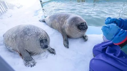 seals.jpg