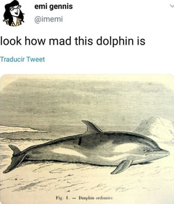 dolph1.jpg