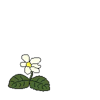 flower1.png