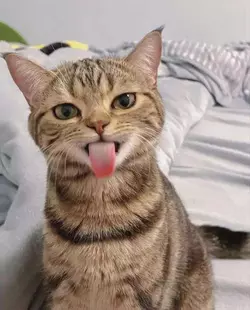 felino doméstico não lingued.png