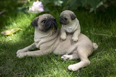 mother-and-baby-pugs.jpg