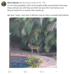 coyote.jpg