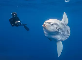 sunfish.png