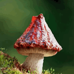tumblr_55e6542d46d4980d1092f03c959f626f_4f28d5bb_250.gif