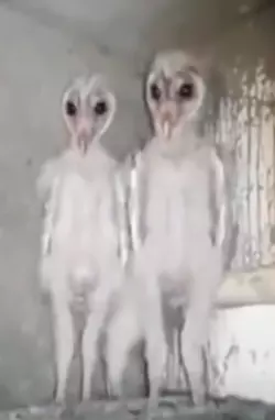thebrothersowlette.png