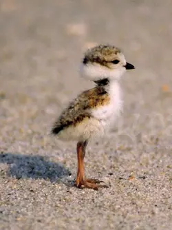 babybird.png