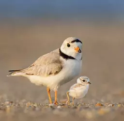 birds.png