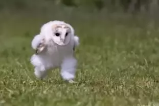 owl.png