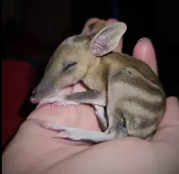 bandicoot.png