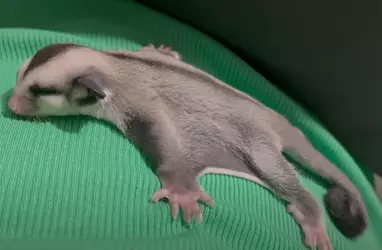 sleepyglider.png