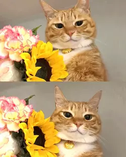 1739547261480.png
