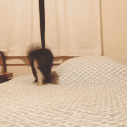 bed.gif