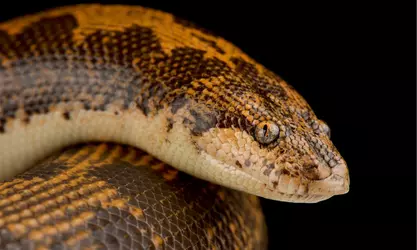 Kenyan sand boa 1.jpg