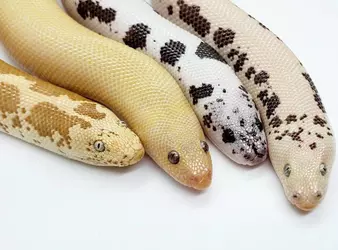 Kenyan sand boa 2.jpg