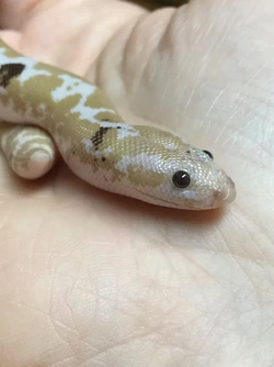 Kenyan sand boa 3.jpg