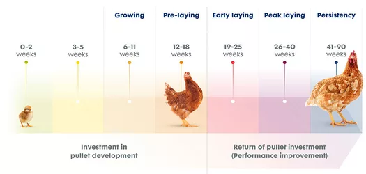 Egg Laying Hen Timeline.jpg
