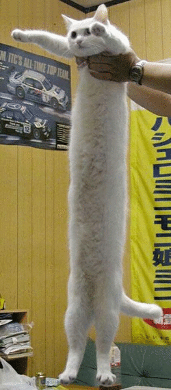 R.gif
